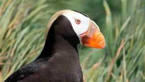 Тупик прави до 400 пълзели крила на минута и може да носи 29 риби в клюна